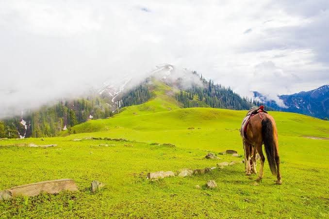Green meadows and pine forest at Siri Paye near Shogran, Khyber Pakhtunkhwa