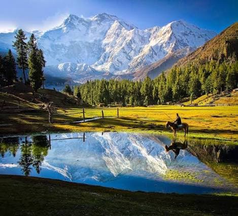 Nanga Parbat rising above the green meadows and pine forest of Fairy Meadows, Gilgit-Baltistan