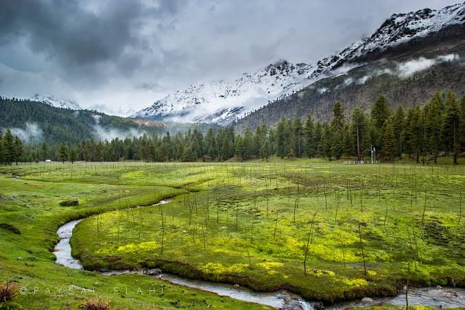 Green Rama Meadows with pine forest and mountains in Astore Valley, Gilgit-Baltistan